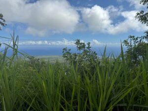 Terrain Constructible de 548 m²_ Les Avirons_ Secteur recherché, à 10 min du centre ville